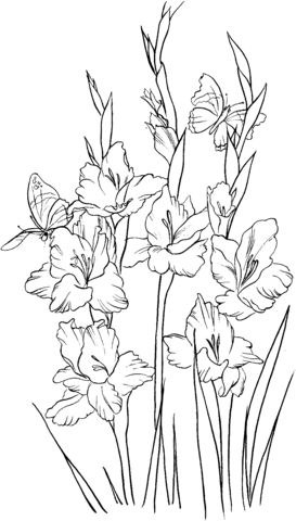 Gladiolus 2 Coloring page
