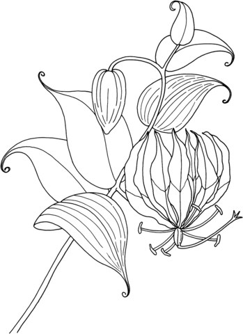 Gloriosa Rothschildiana or Tropical Glory Lily Coloring page