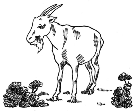Goat At Garden Coloring page