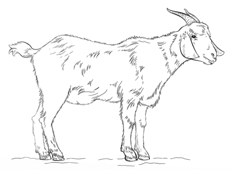 Billy Goat Coloring page