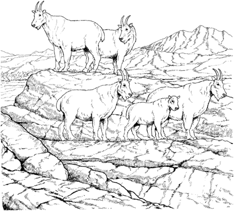 Mountain goat herd Coloring page