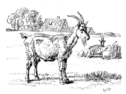 Domestic Goat Coloring page
