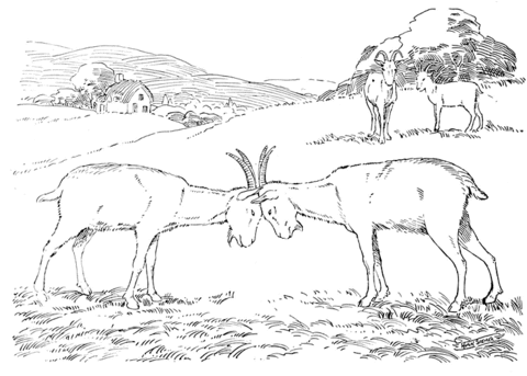 Goats Butting Each Other Coloring page