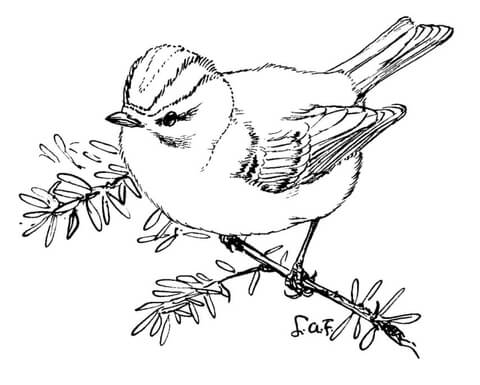 Golden Crowned Kinglet Coloring page