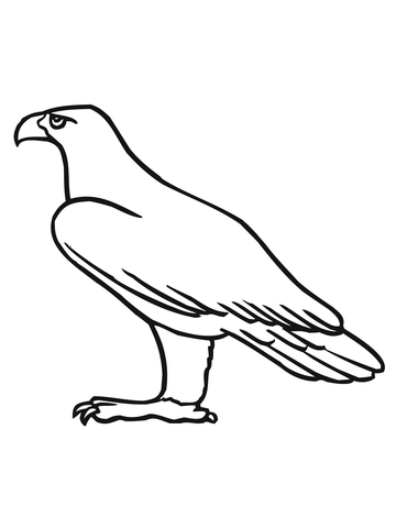 Golden Eagle Coloring page