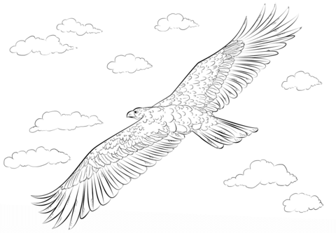 Golden Eagle in flight Coloring page