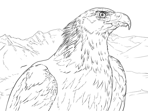 Golden Eagle Portrait Coloring page