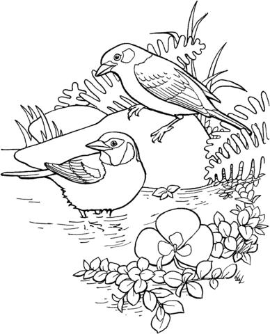 Golden Eared Tanager Coloring page