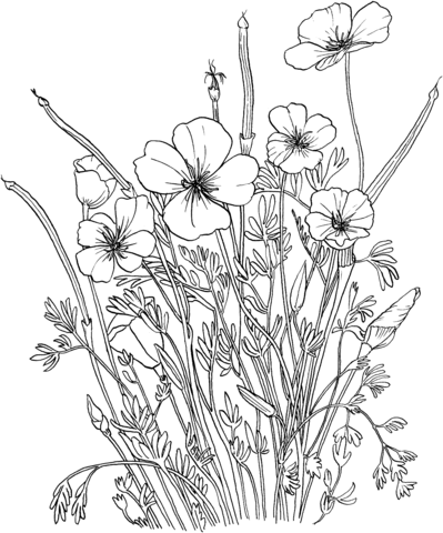 Golden Poppy or California Poppy Coloring page