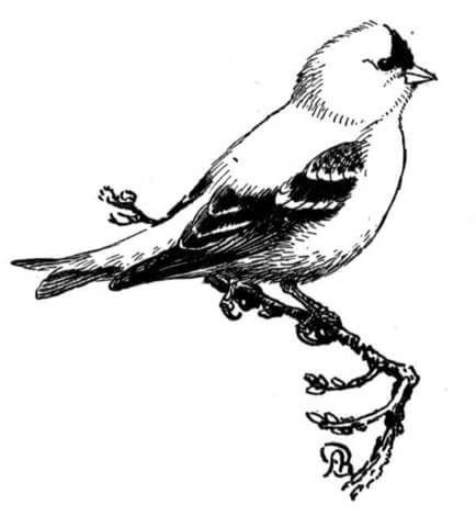 Eastern goldfinch Coloring page