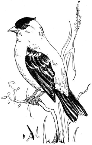 American Goldfinch Coloring page