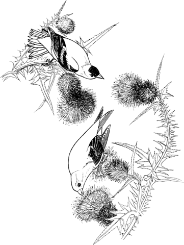 Goldfinch birds Coloring page
