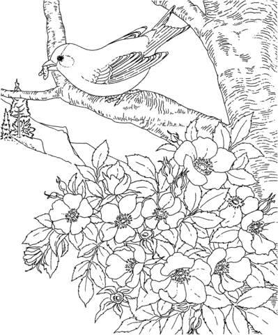 American Eastern Goldfinch Iowa State Bird Coloring page