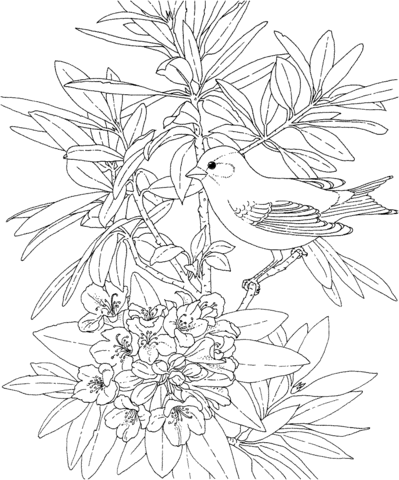 Washington Willow Goldfinch and Rhododendron Coloring page