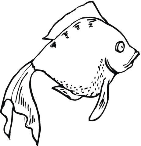 Goldfish 17 Coloring page