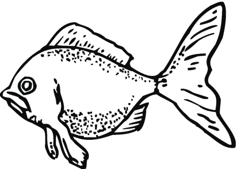 Goldfish 3 Coloring page