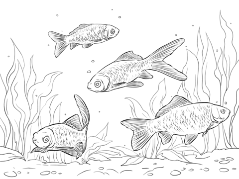 Goldfishes Coloring page