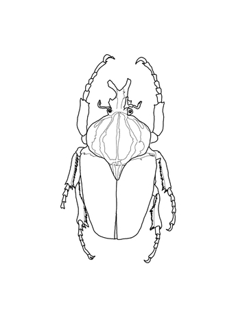 Goliath Beetle Coloring page