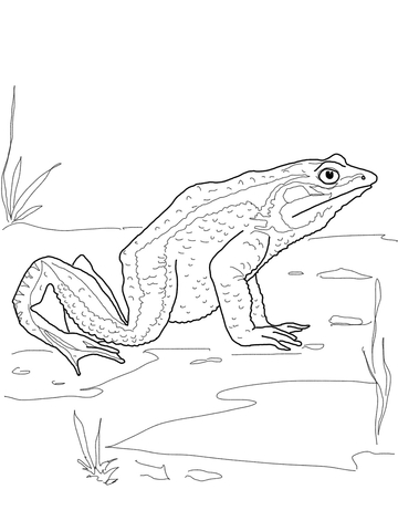 Goliath Frog Coloring page