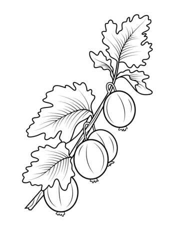 Gooseberry branch Coloring page