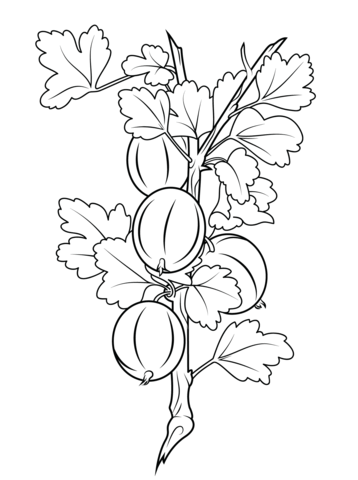 Gooseberries Coloring page