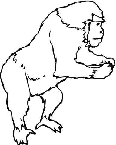 Gorilla 8 Coloring page