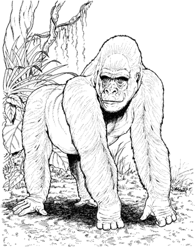 Gorilla In Jungle Coloring page