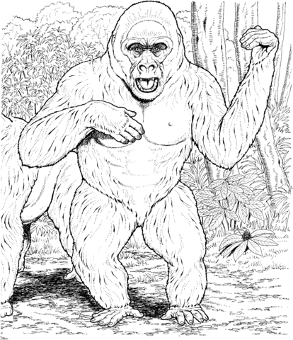 Gorilla beats his chest Coloring page
