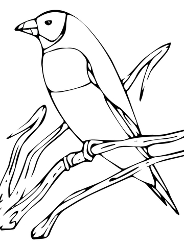 Gouldian Finch Coloring page