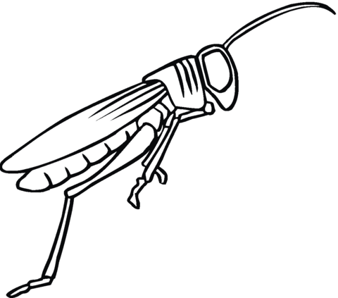 Grasshopper 10 Coloring page