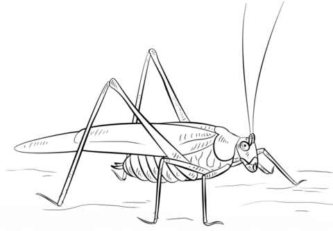 Grasshopper Coloring page