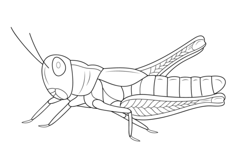 Grasshopper Coloring page
