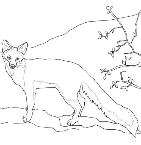 Gray Fox Coloring page