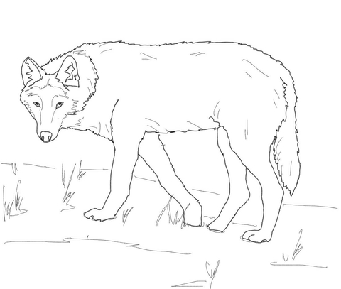 Gray Wolf on Alert Coloring page
