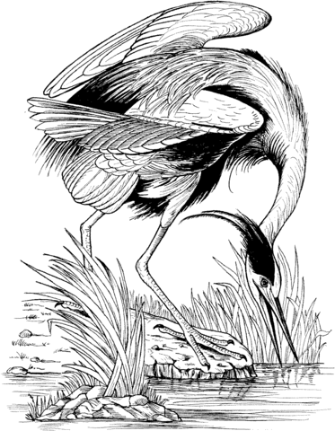 Great Blue Heron Fishing Coloring page