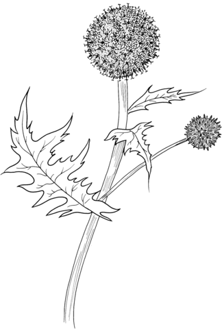 Great Globe Thistle or Pale Globe Thistle Coloring page