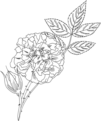 'Great Maiden's Blush' Alba Rose Coloring page