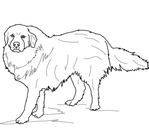 Great Pyrenees Coloring page