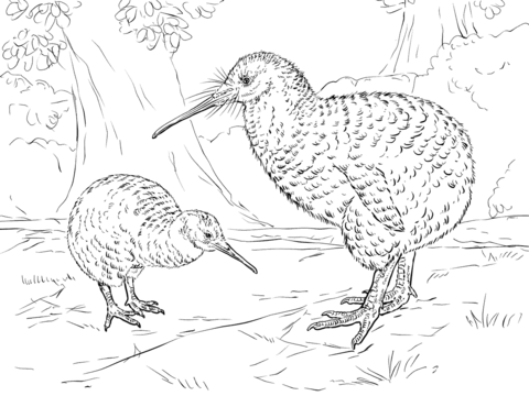 Great Spotted Kiwi Coloring page