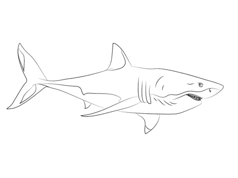 Great White Shark 3  Coloring page