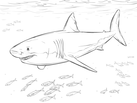 Great White Shark with Pilot Fishes Coloring page