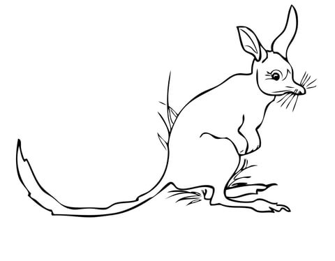 Greater Bilby Coloring page