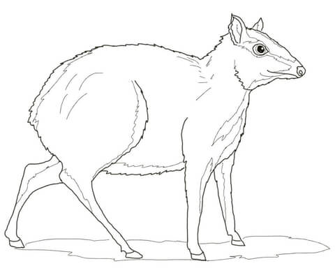 Greater Mouse Deer Coloring page