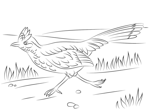 Greater Roadrunner on The Run Coloring page