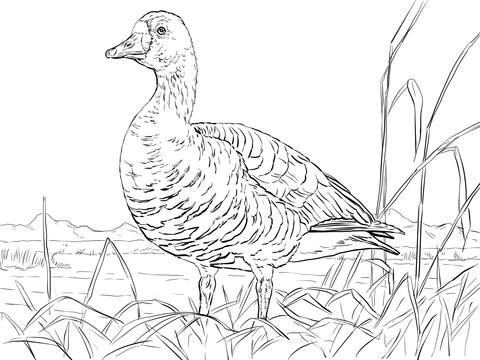 Greater White Goose Coloring page