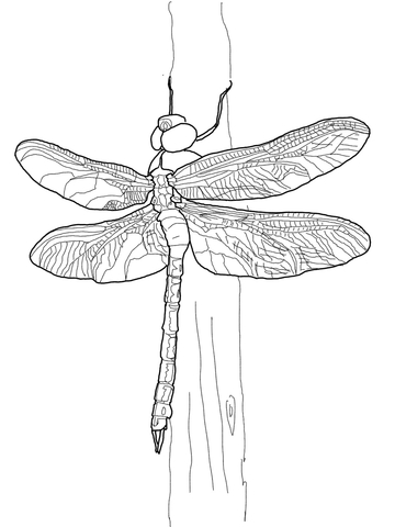 Green Darner Dragonfly Coloring page