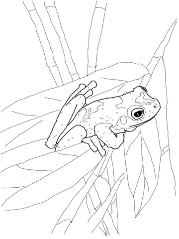 Green Eyed Tree Frog Coloring page