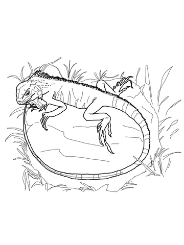 Green Iguana Coloring page