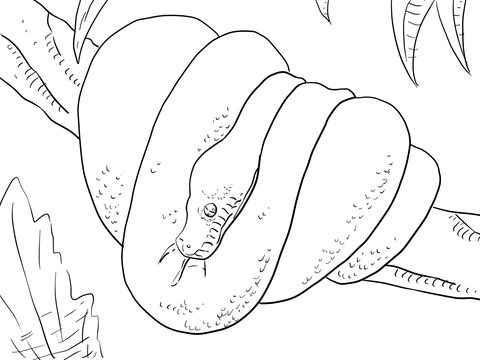 Green Tree Python Coloring page