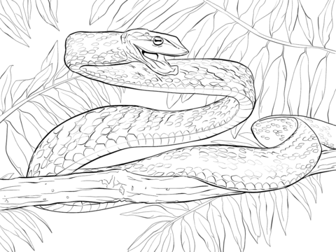 Green Vine Snake in Threat Posture Coloring page